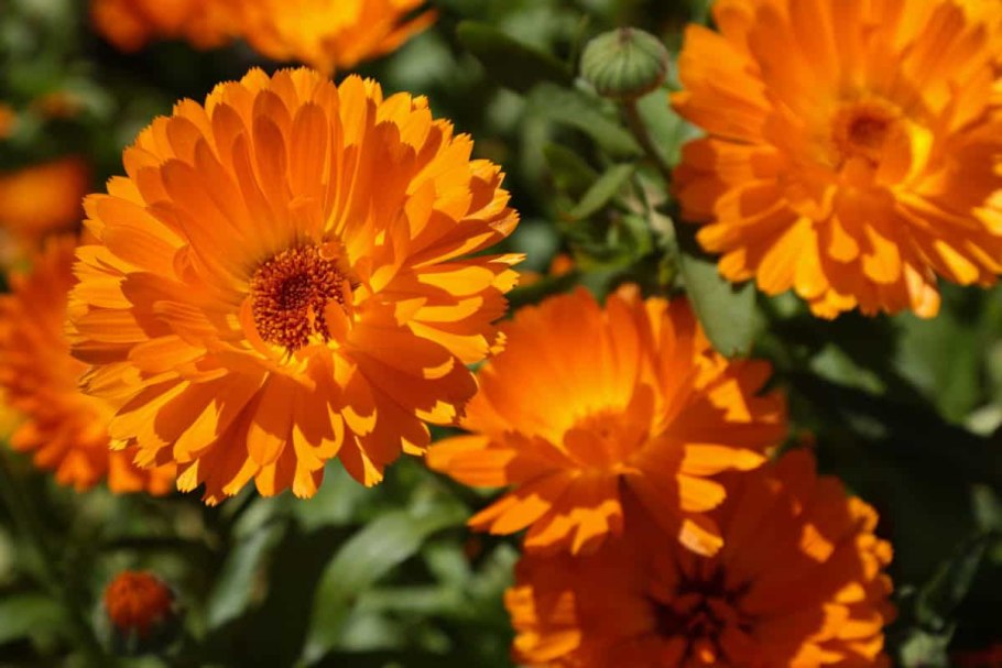 Calendula Power Daisy Sunny