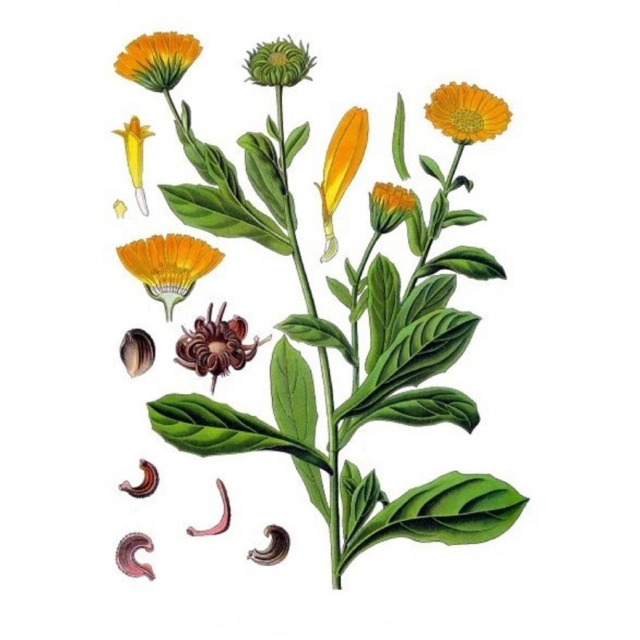 Бархатцы Ботаническая иллюстрация