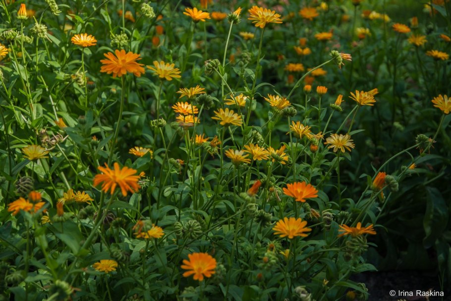 Трава " календула" Дикая