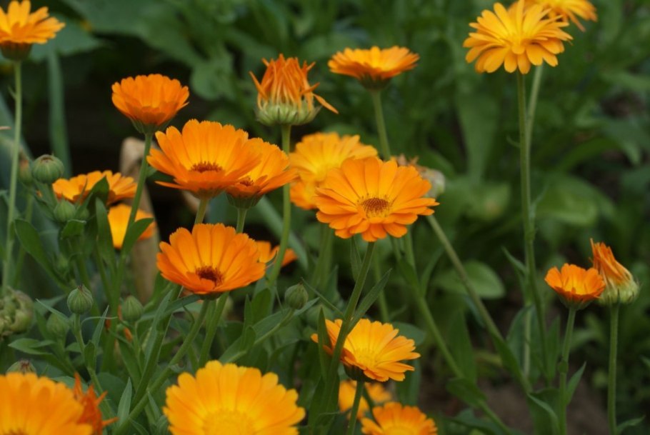 Календула лекарственная применяется при заболеваниях