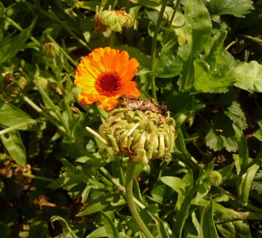 Памир календула