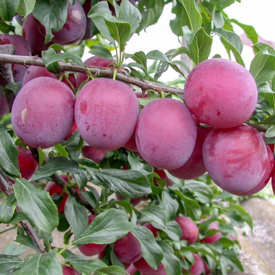 Слива алыча Кубанская Комета