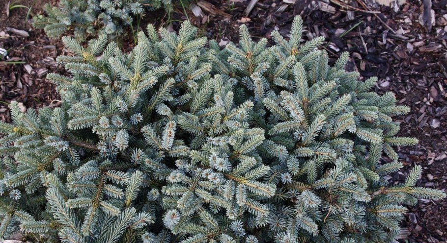 Ель Picea jezoensis Nana