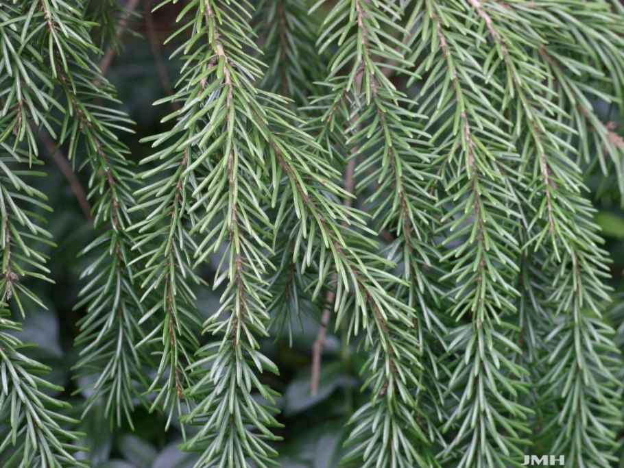 Пихта корейская Альба