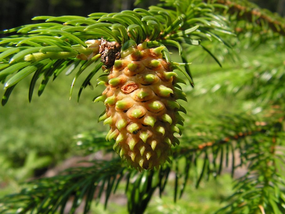 Ель Аянская Picea ajanensis