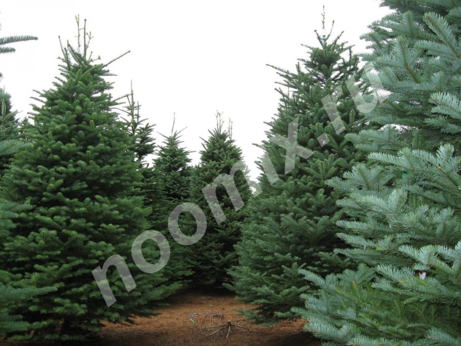 Пихта Нобилис