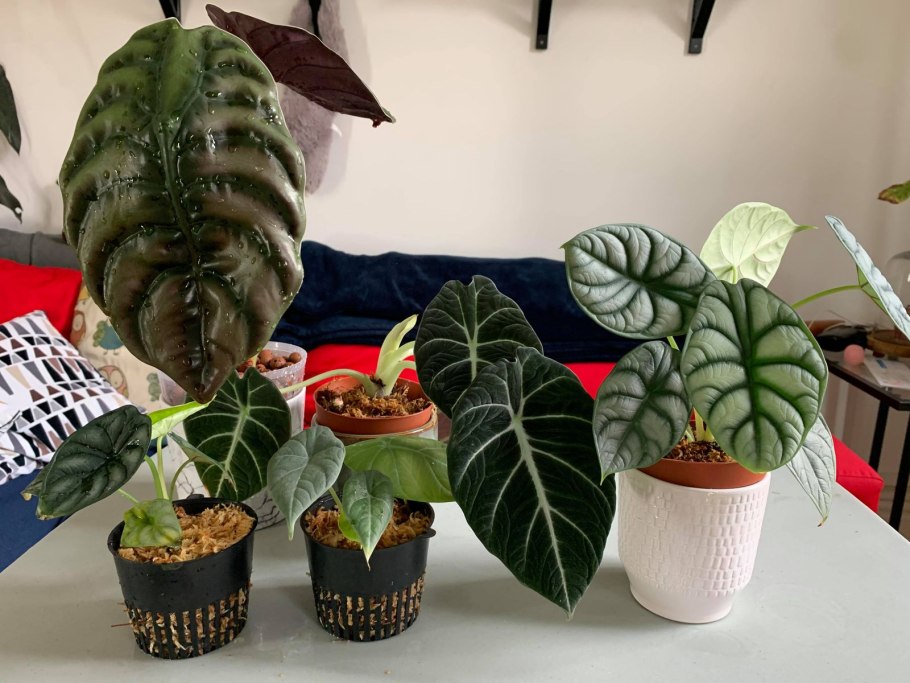 Чем отличаются алоказия Сильвер дракон от шкуры дракона