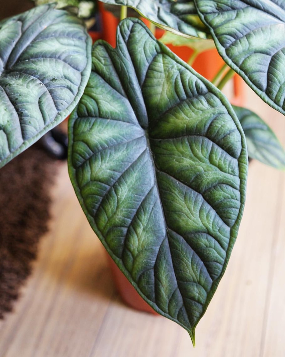 Алоказия Silver Dragon