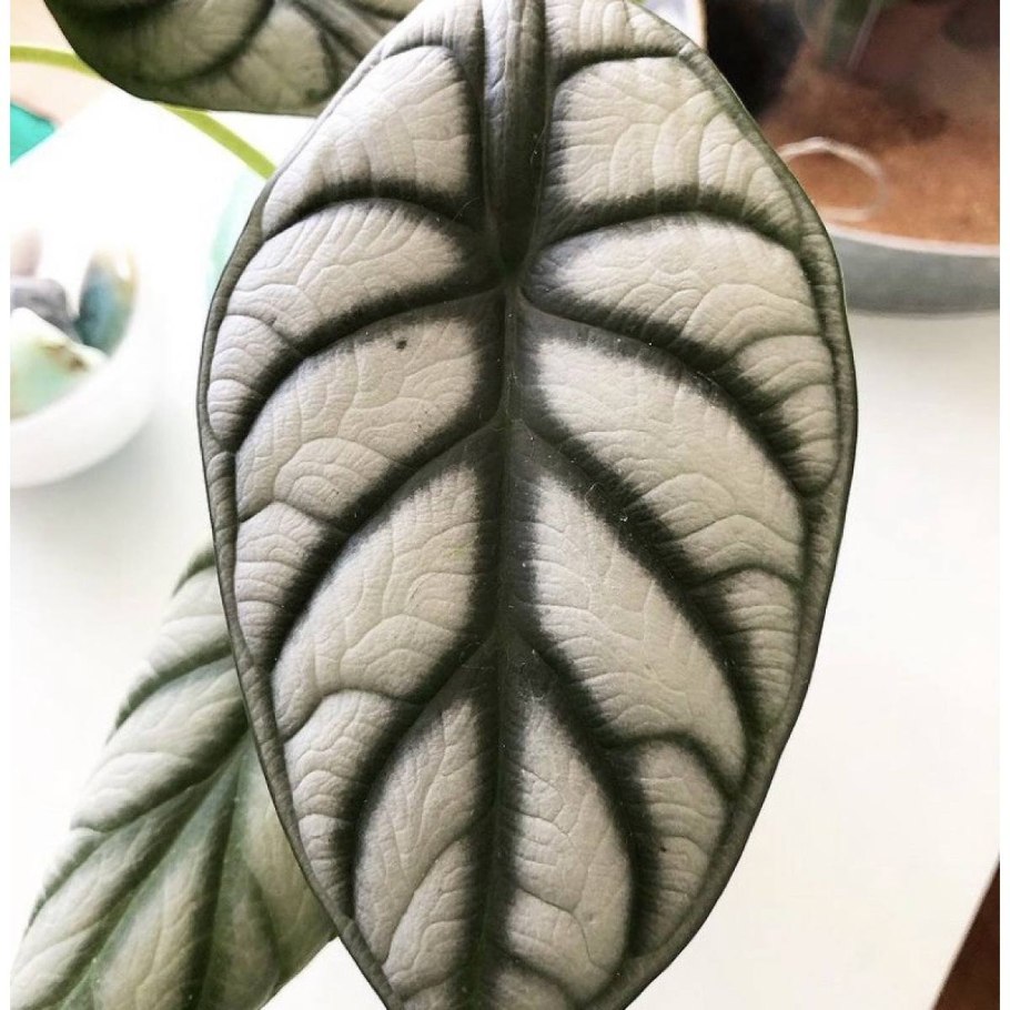 Алоказия серебрянный дракон