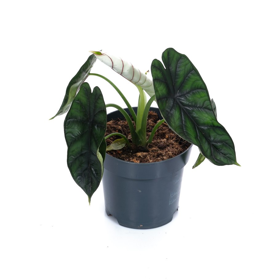 Алоказия Silver Dragon