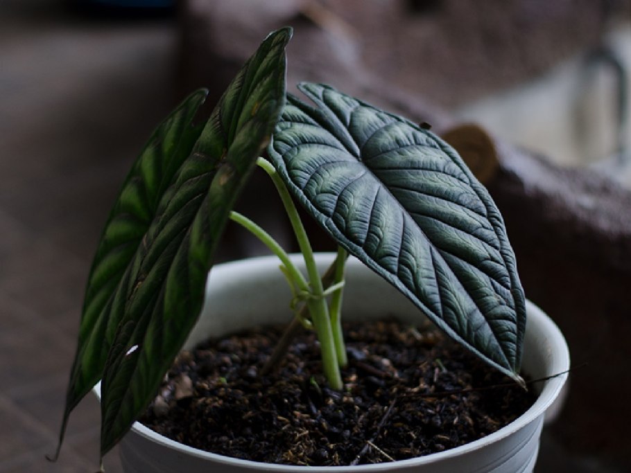 Шкура дракона алоказия цветок алоказия