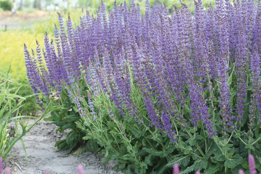 Шалфей Дубравный 'Mainacht'