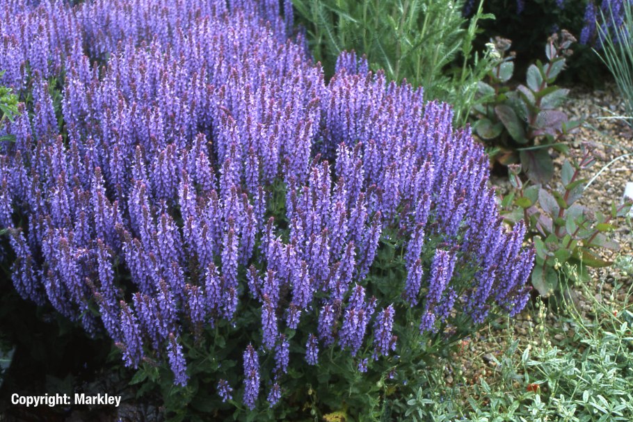 Шалфей Дубравный Blauhugel