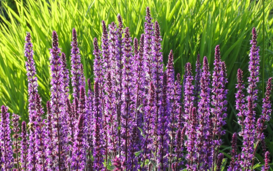 Шалфей (Сальвия) Дубравный Блаухугель