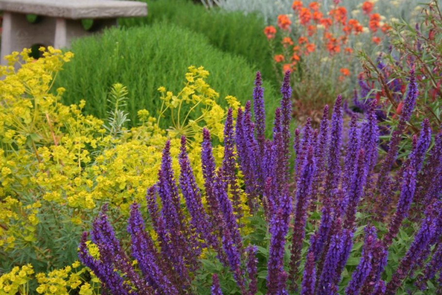 Иссоп и молочай