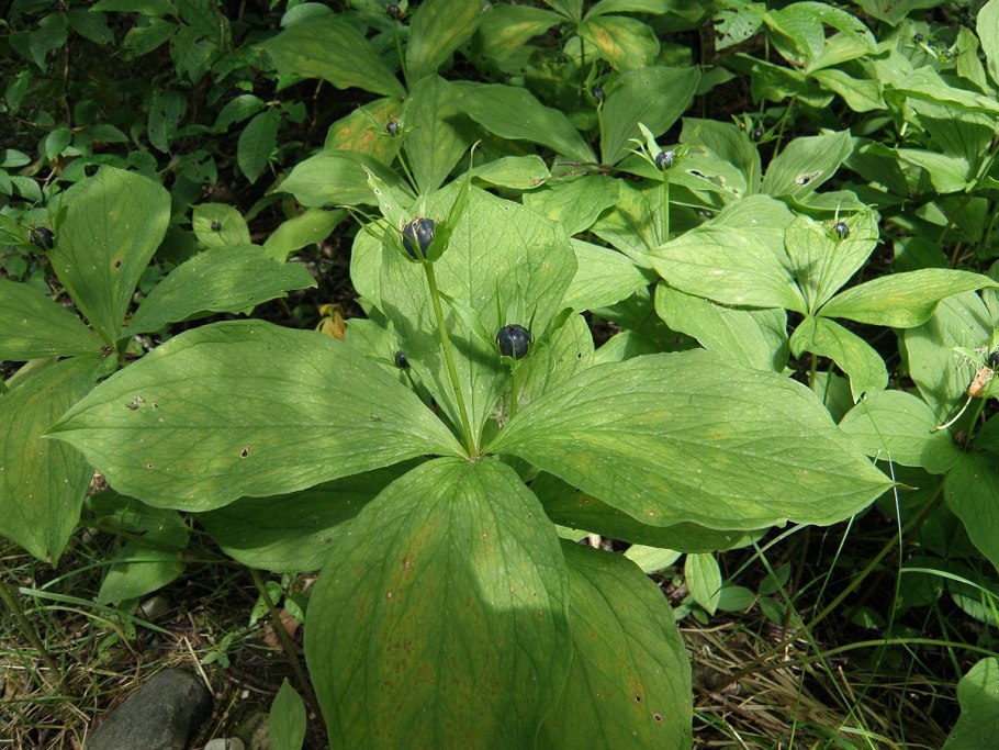 Макияж Вороний глаз