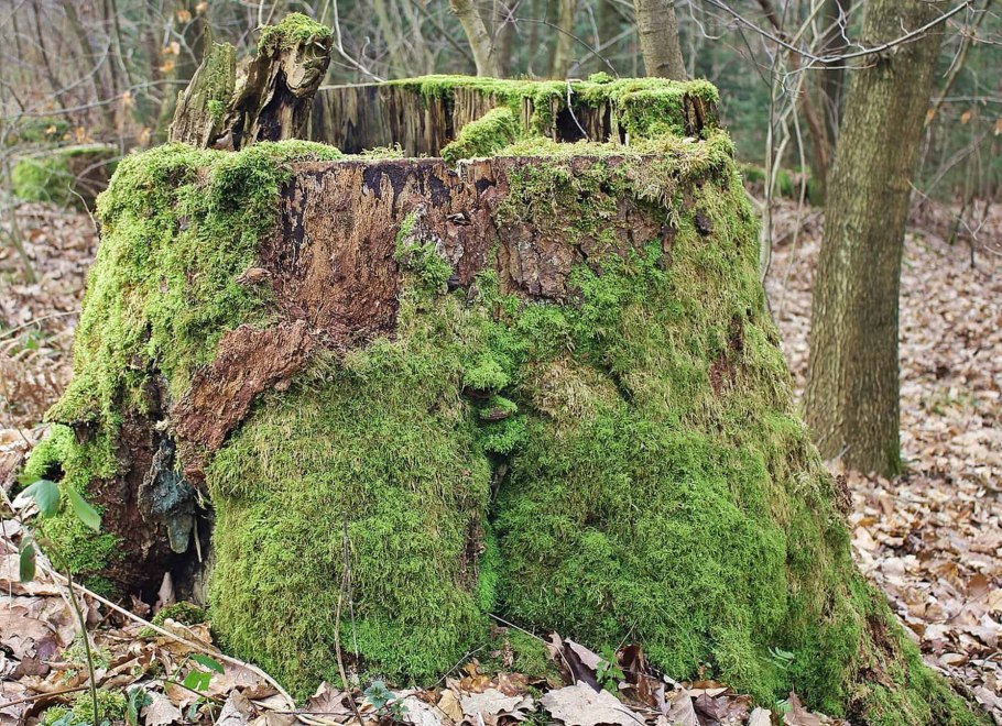 Кунашир замшелый лес