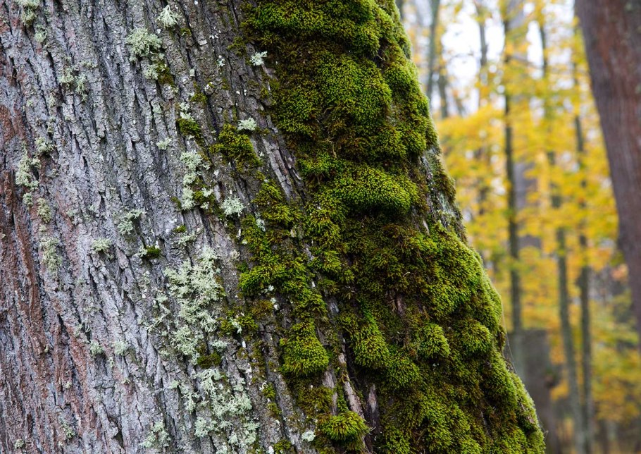 Ягель лишайник дерево