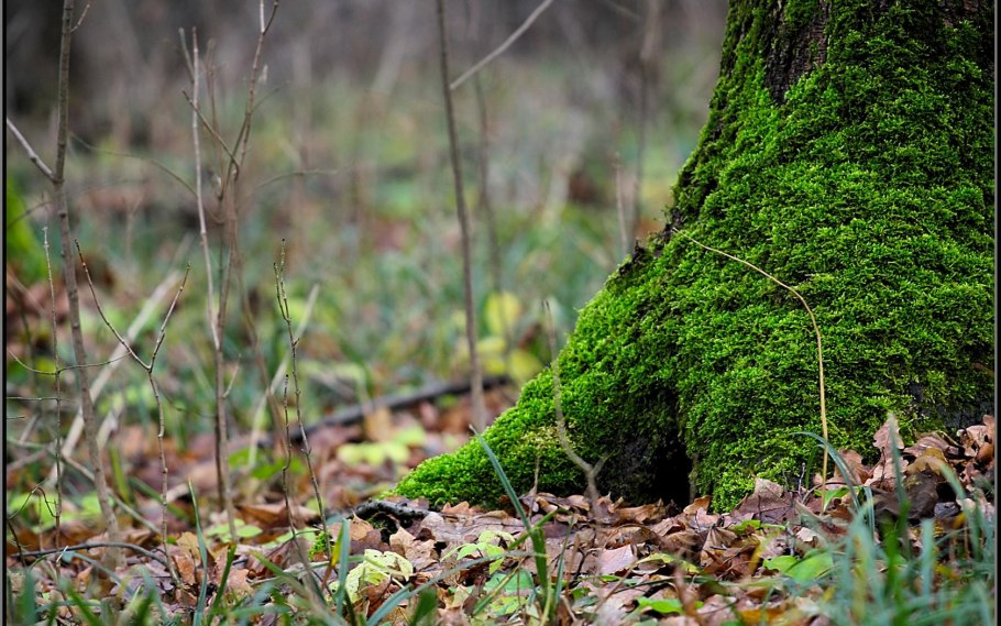 Плитник мох