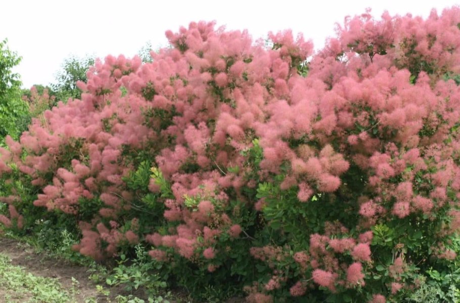 Скумпия Кожевенная декоративные кустарники