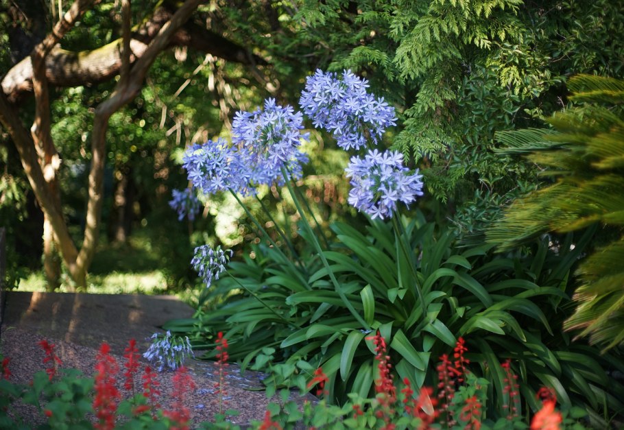 Цветы растущие в Абхазии
