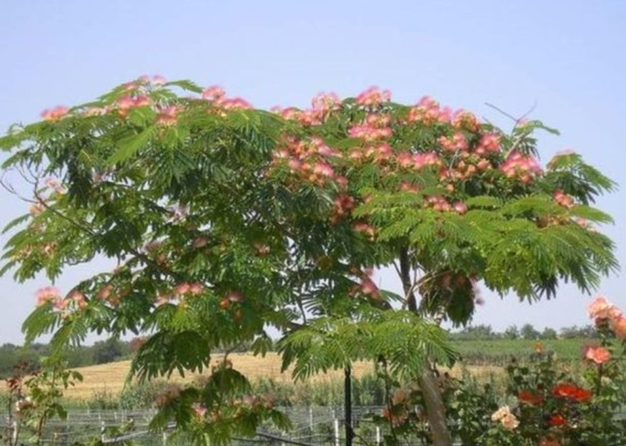 Альбиция Помпадур