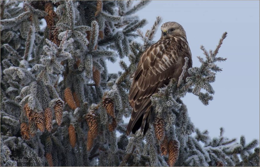 Канюк зимой