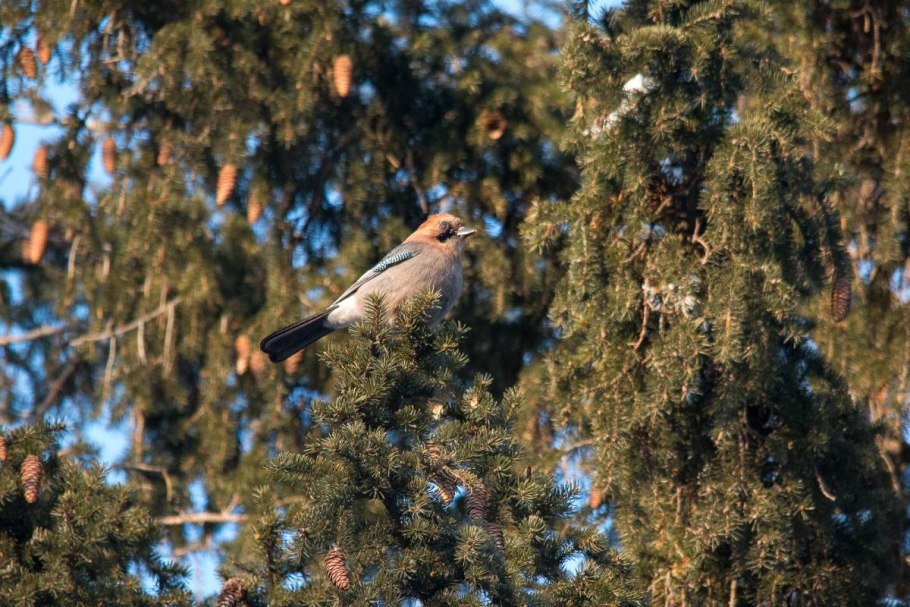 Ель с птицами