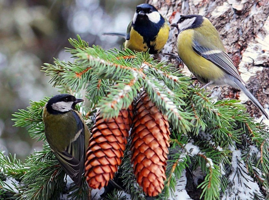 Синичка в лесу