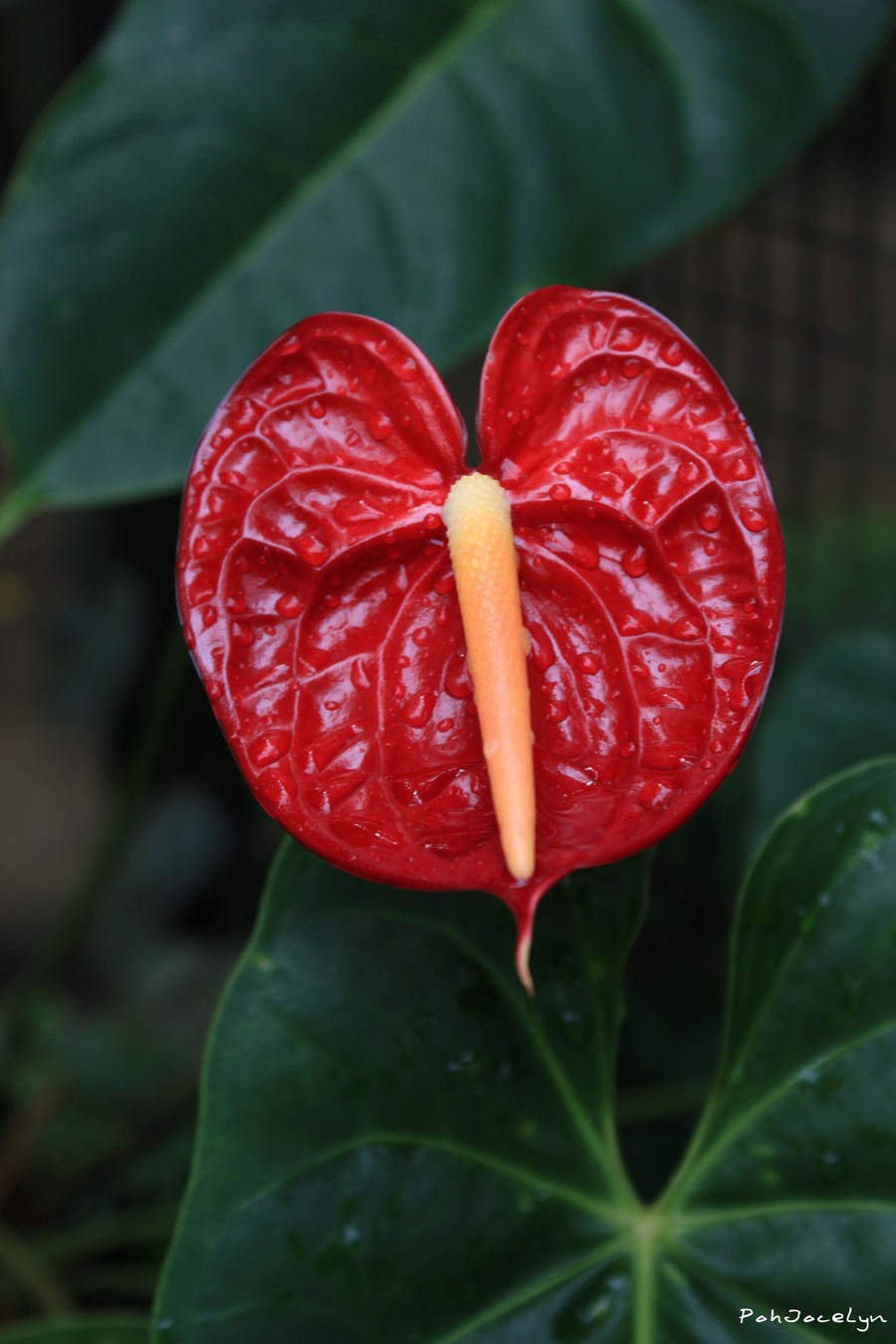 Антуриум Arisa Pink