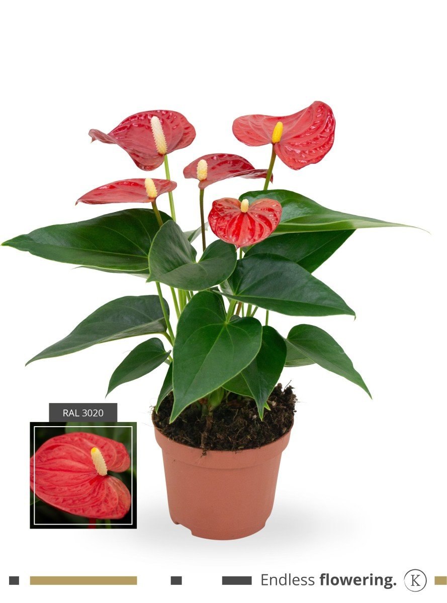 Антуриум Фламинго ред