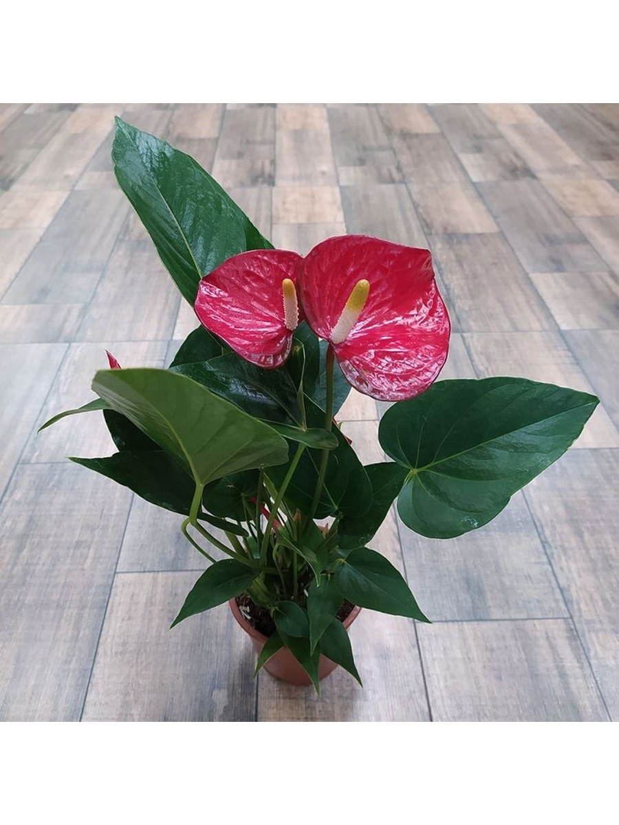 Антуриум Андре Кентукки