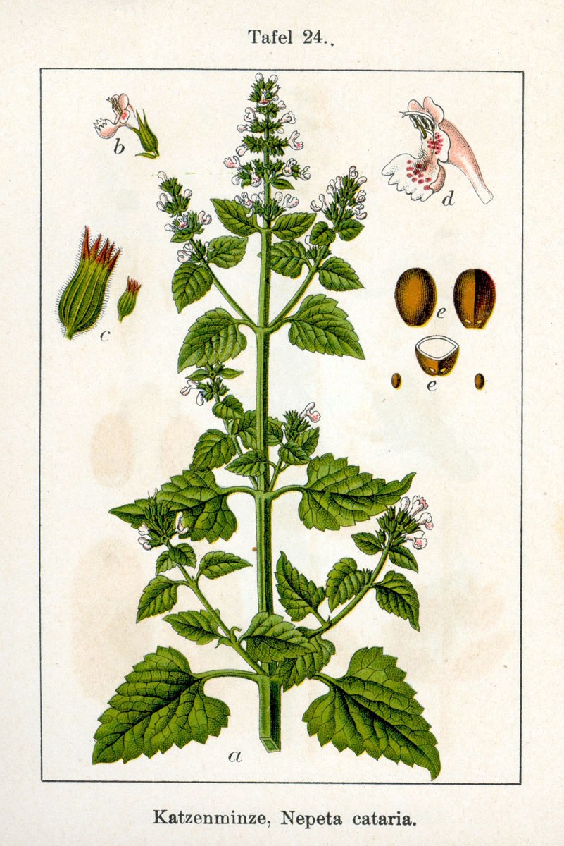 Мелисса лекарственная (Melissa officinalis)