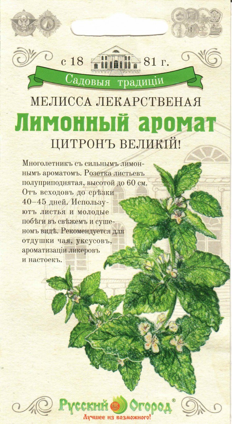Мята Мелисса котовник