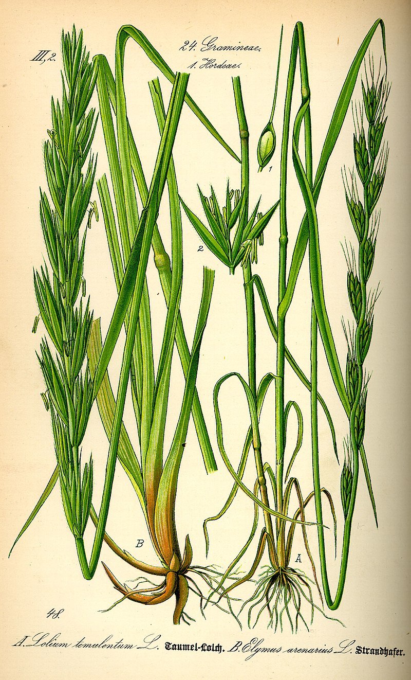 Плевела (Lolium)