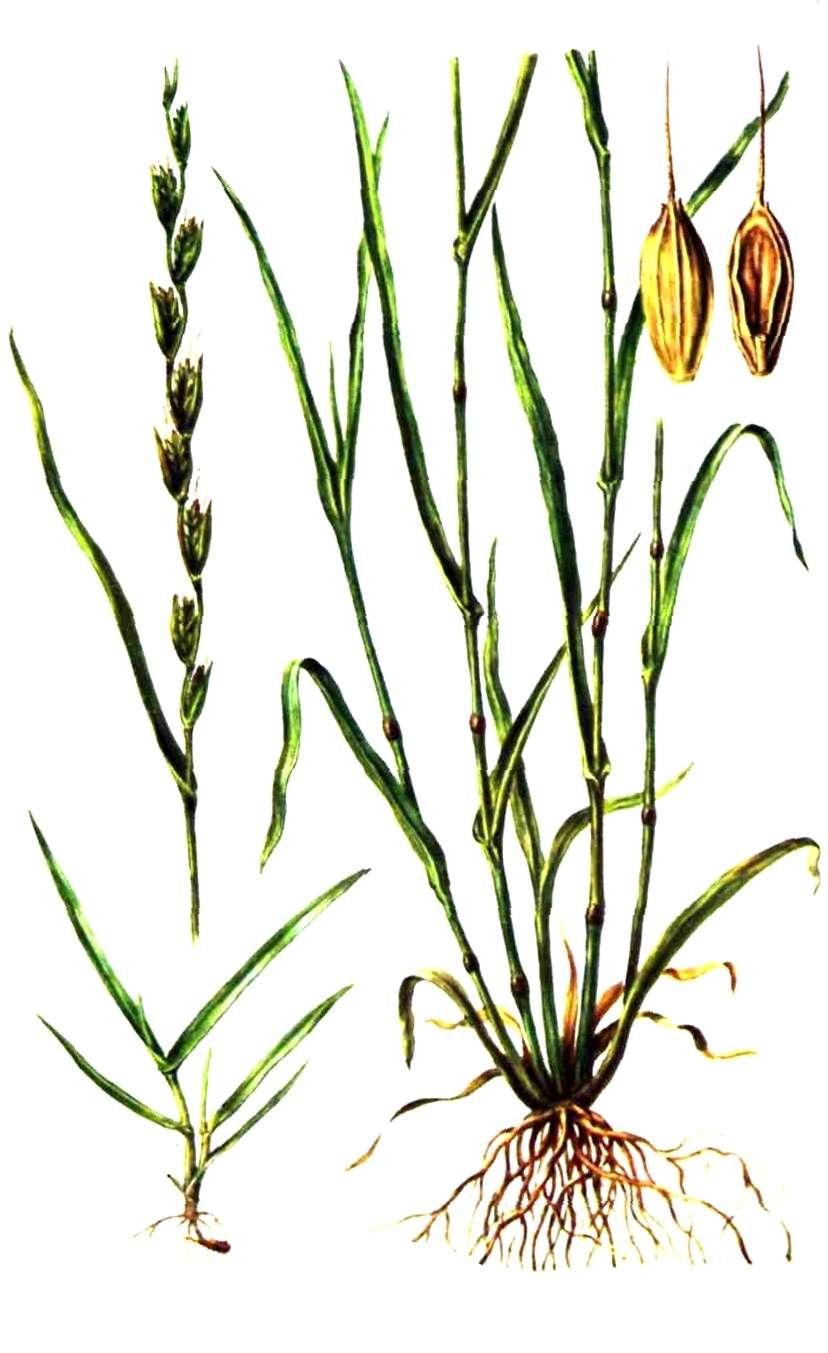 Плевел опьяняющий