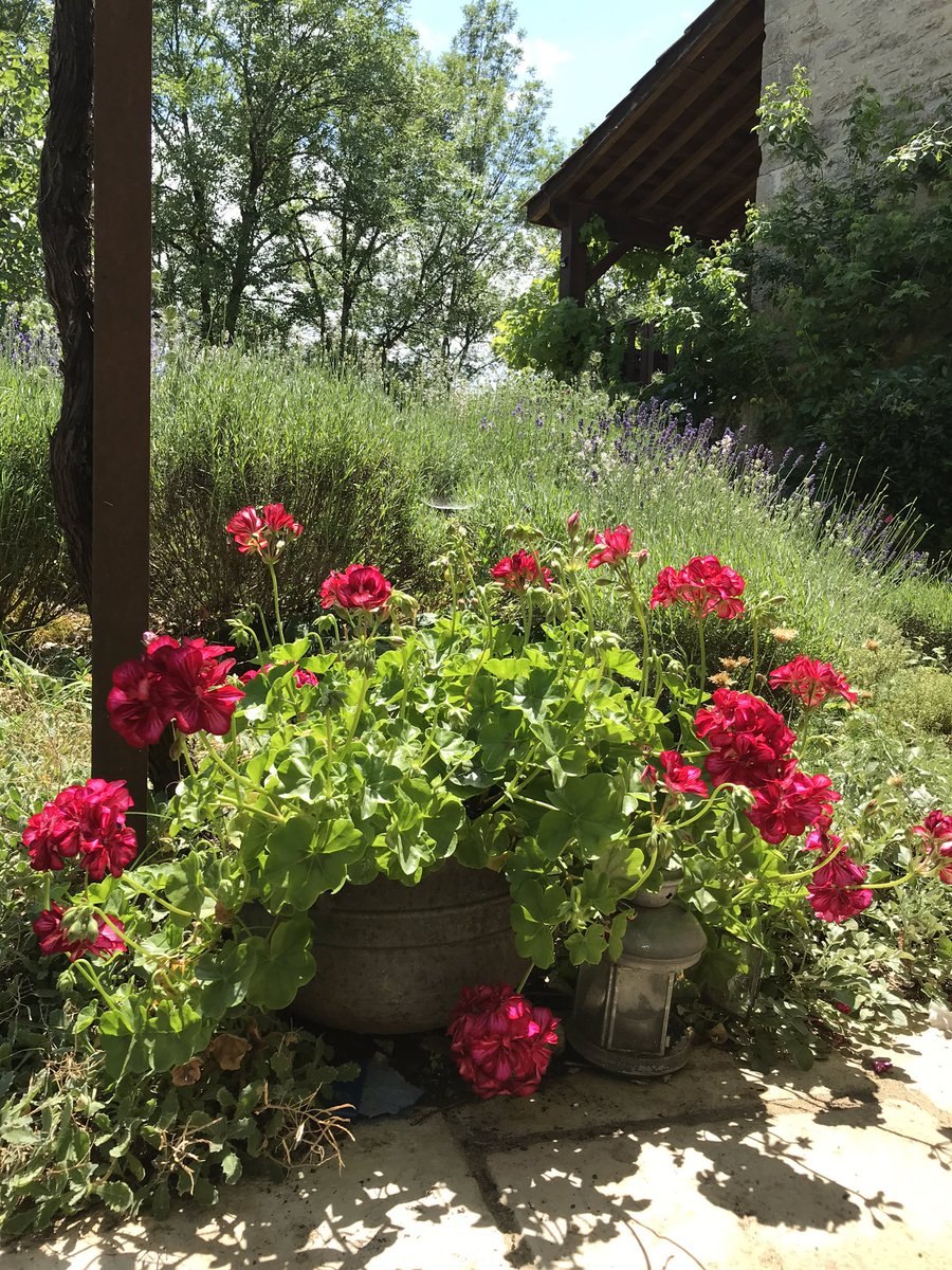 Манстед Вуд на штамбе