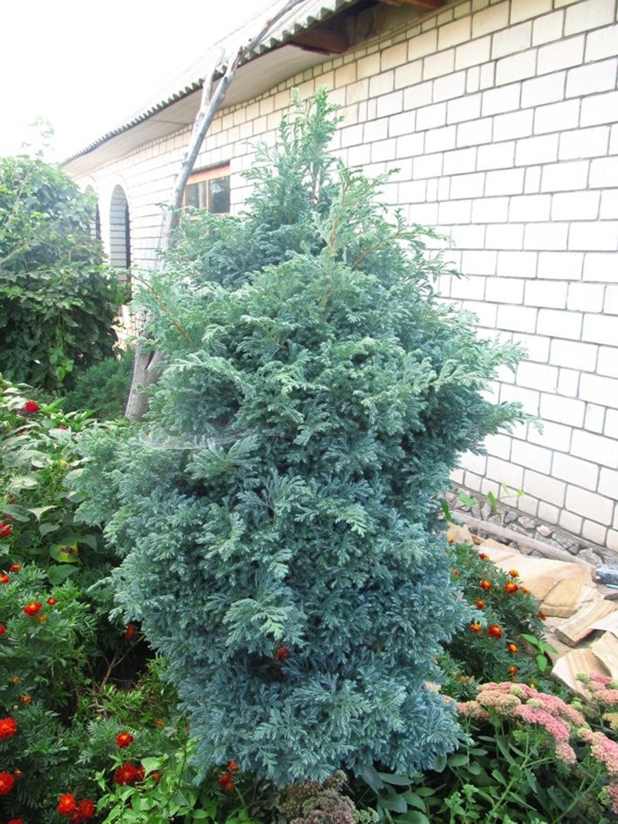 Кипарисовик горохоплодный Boulevard