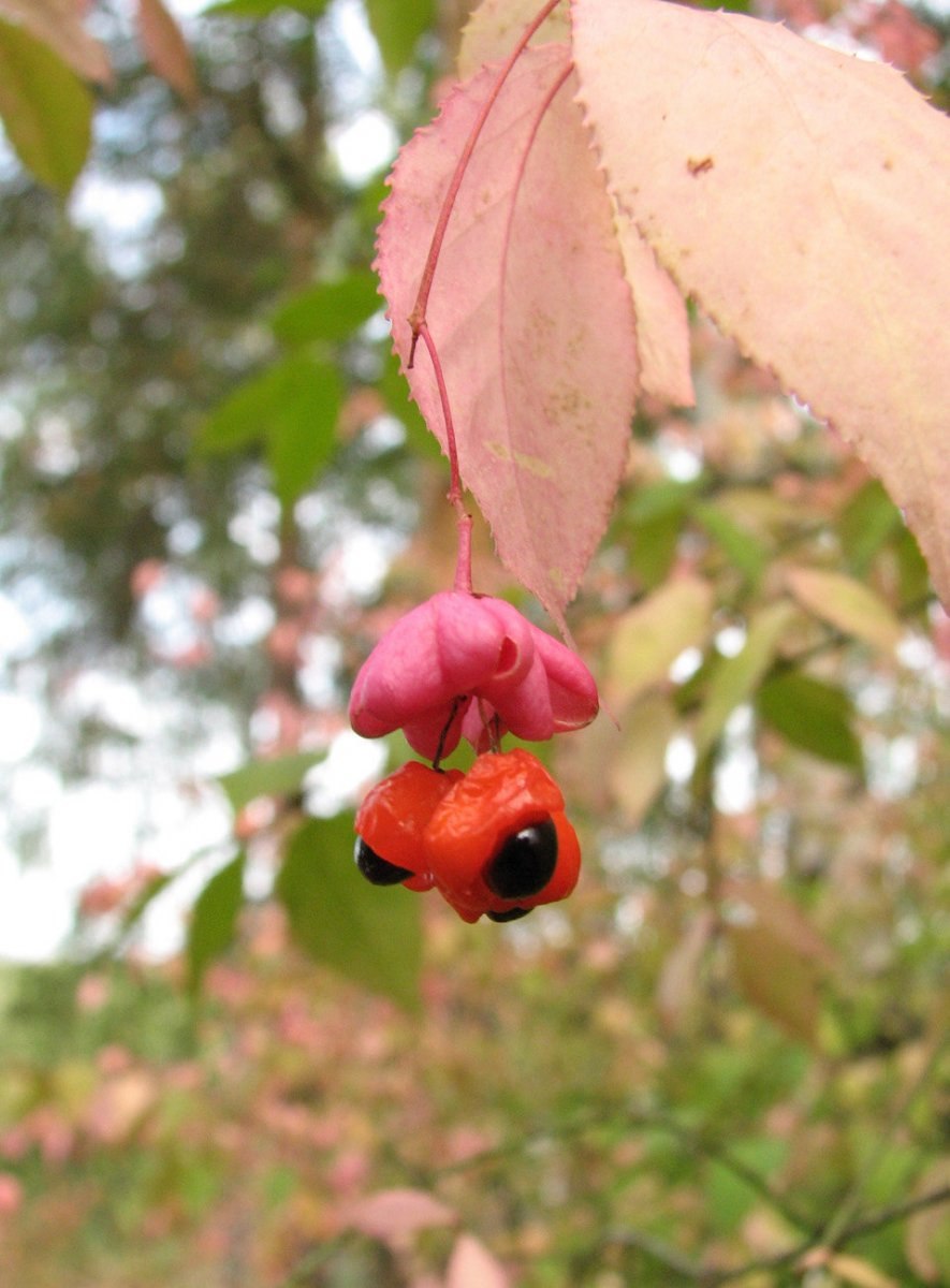 Бересклет бородавчатый