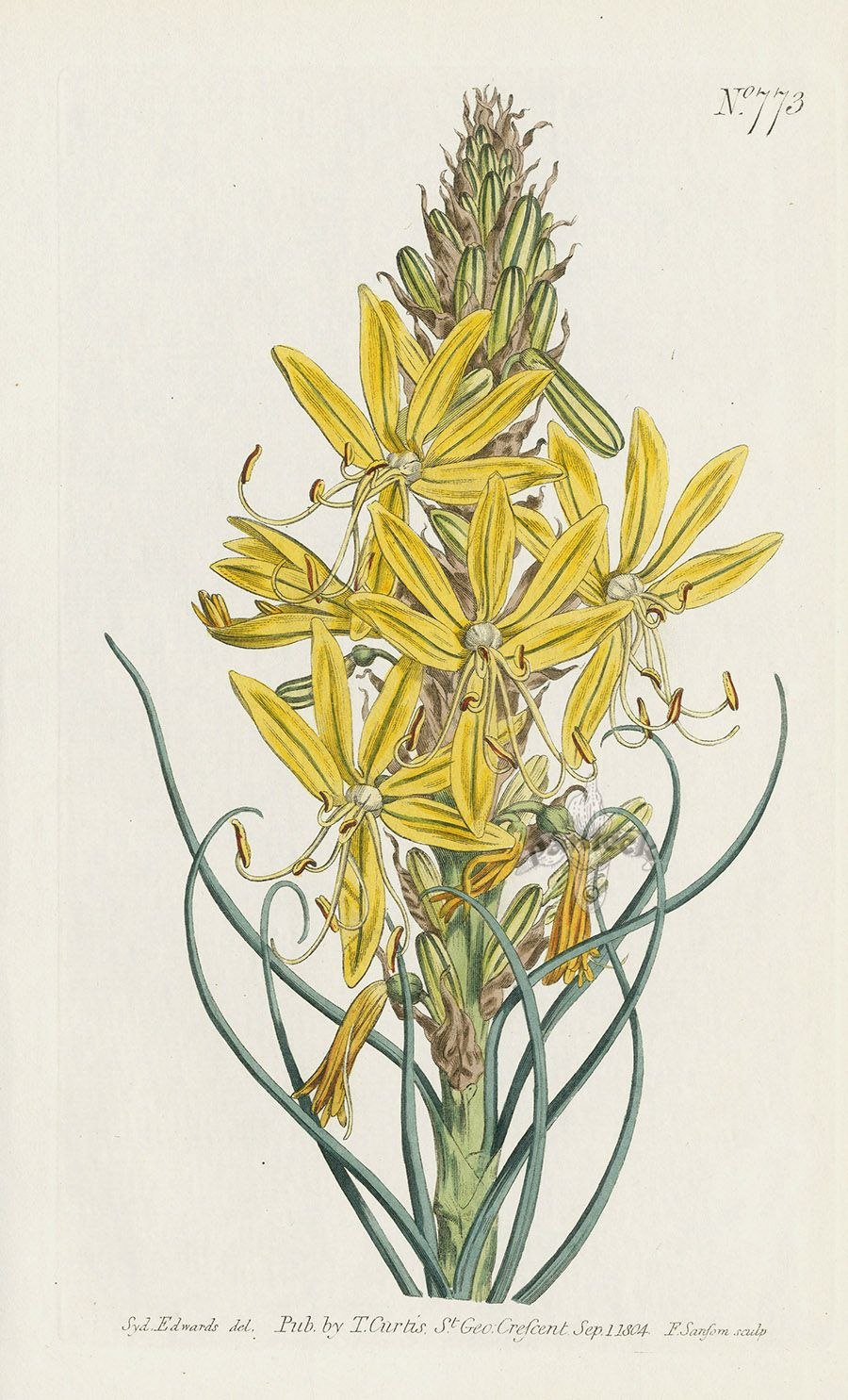 Асфодель цветок смерти арт