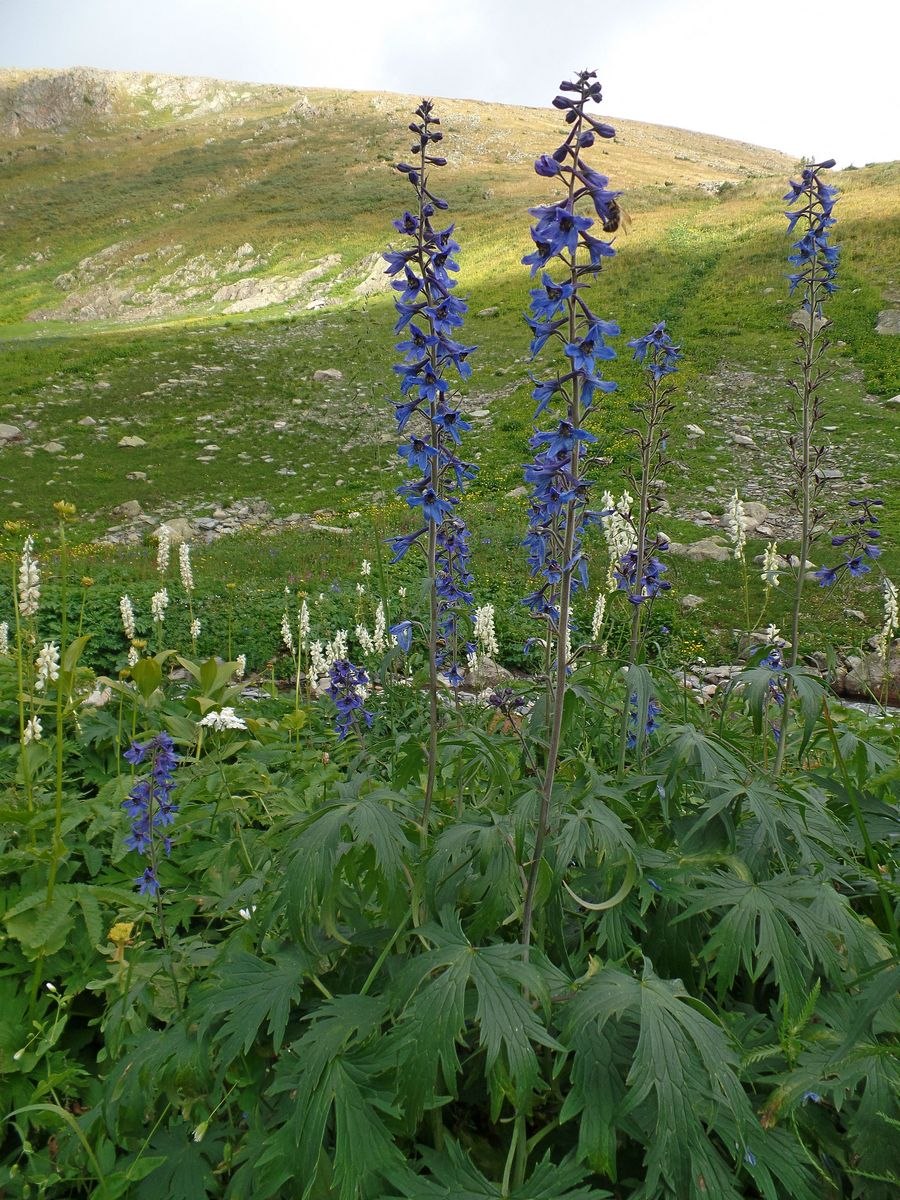 Дельфиниум живокость