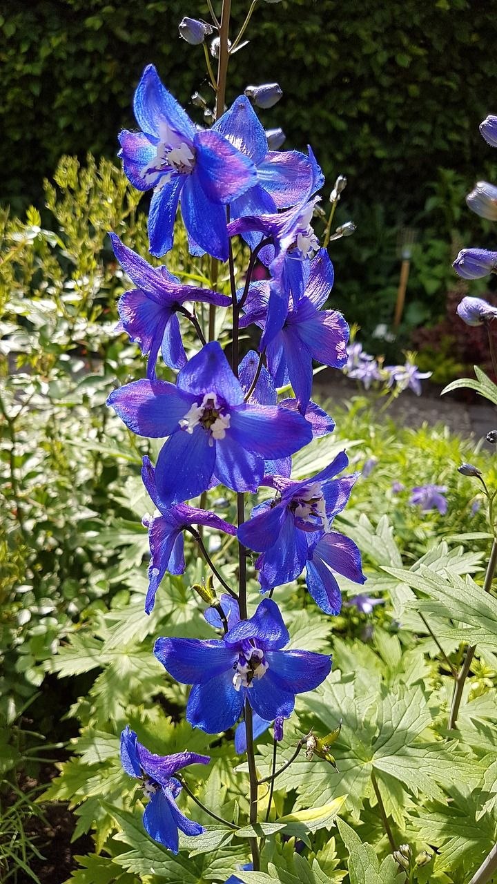 Дельфиниум живокость Ларкспур