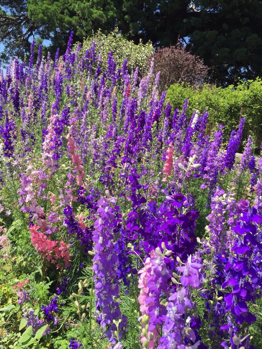 Люпин и дельфиниум