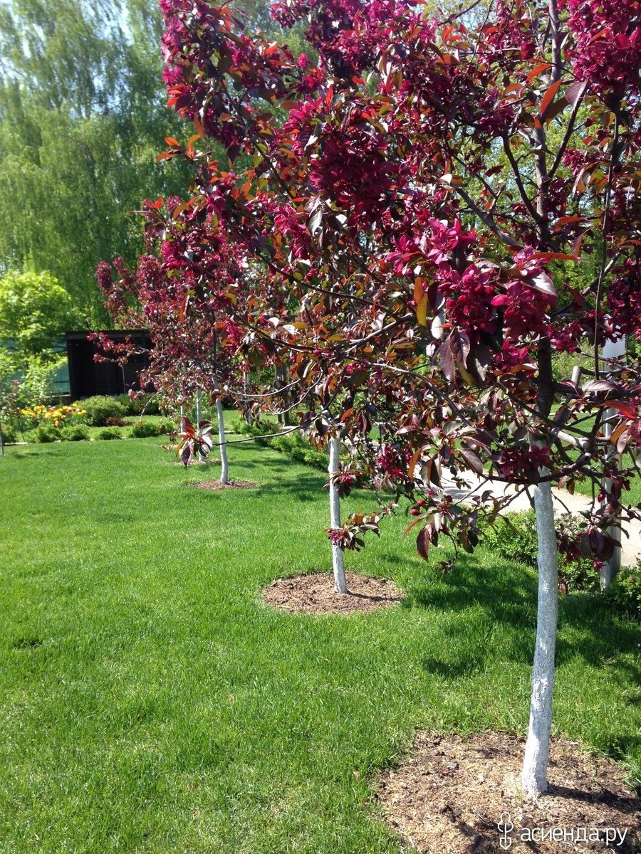 Яблоня краснолистная роялти