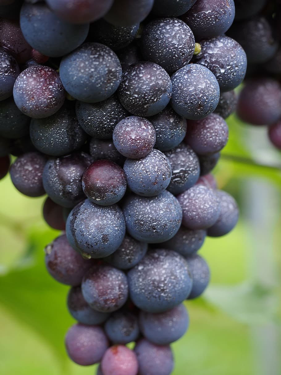 Grape UVA ягода