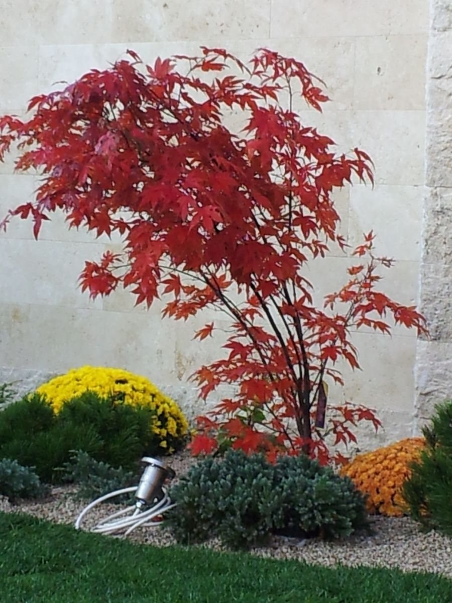 Клен Гиннала куст