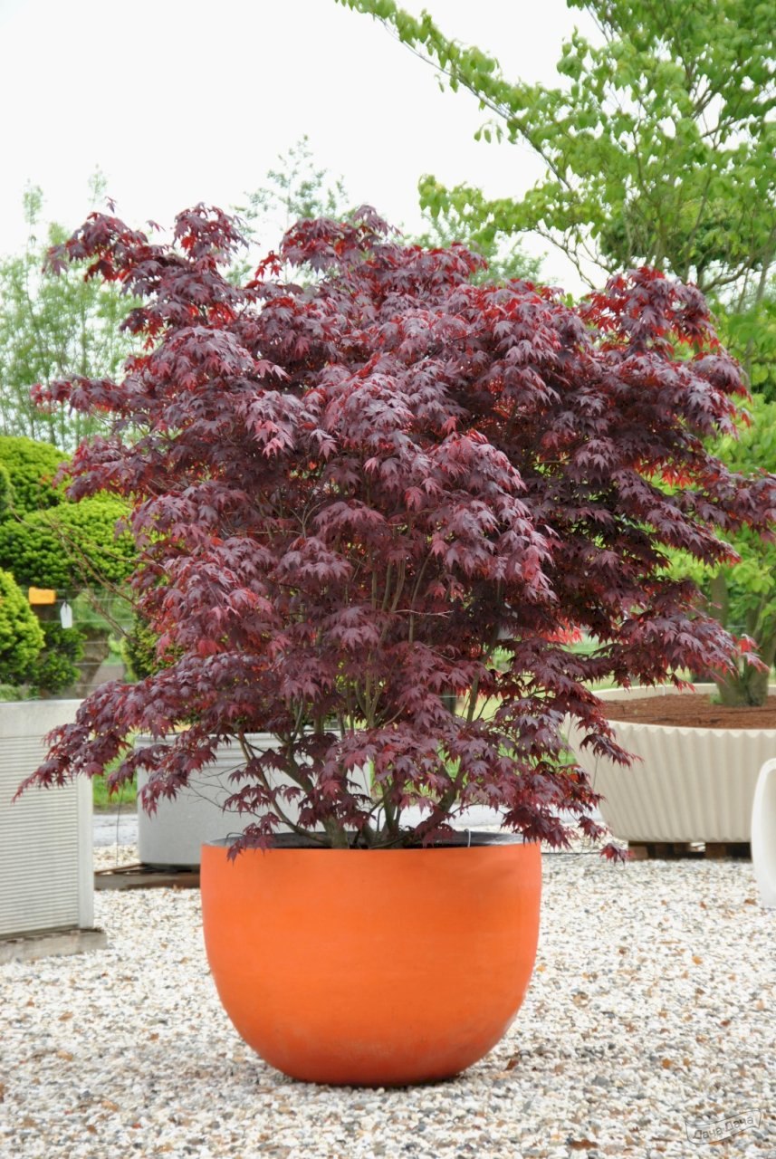 Клен Acer palmatum Atropurpureum