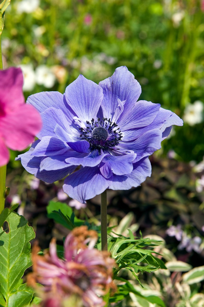 Анемона coronaria Lord Lieutenant