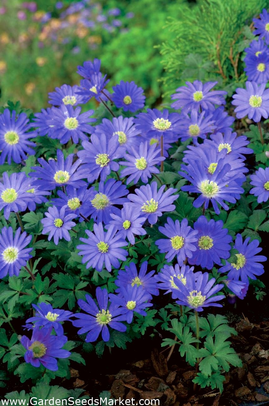 Анемона БЛАНДА Блю