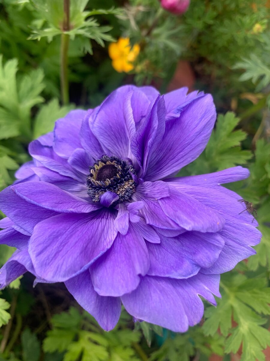 Анемона Лесная махровая